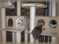 Chats jouant dans l'arbre à chat de la Chatterie des Esses